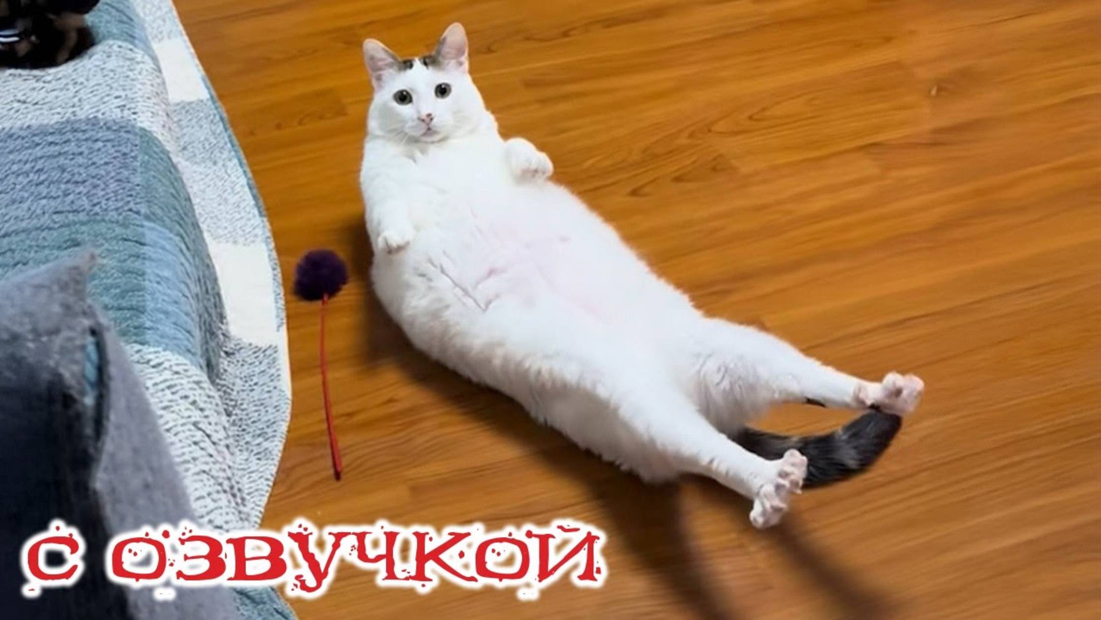 Приколы с котами! С ОЗВУЧКОЙ! Самые смешные животные! УГАРНЫЕ! Смешные коты