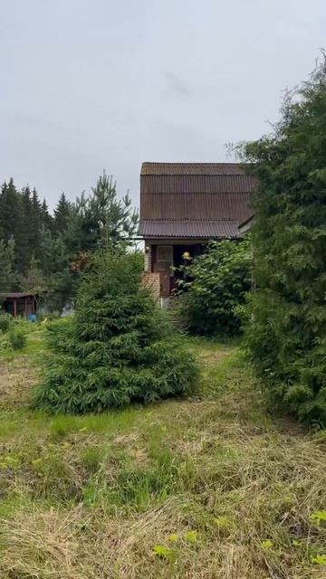 Дача у леса в деревне