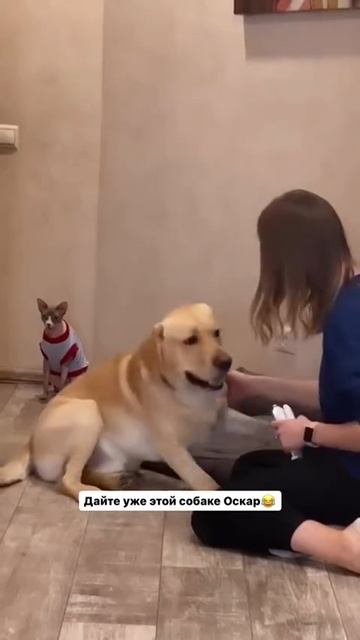 Оскар, этому актёру👍
