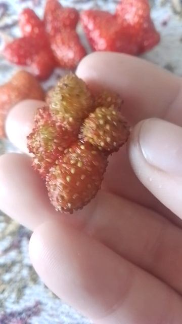 мутирующая клубника.