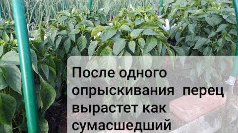Рассада перца не растёт и желтеет пора ей помочь. Чем подкормить перец для быстрого роста.