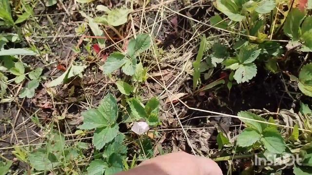 22.06.2025.воскресенье/как живут в русской деревне...