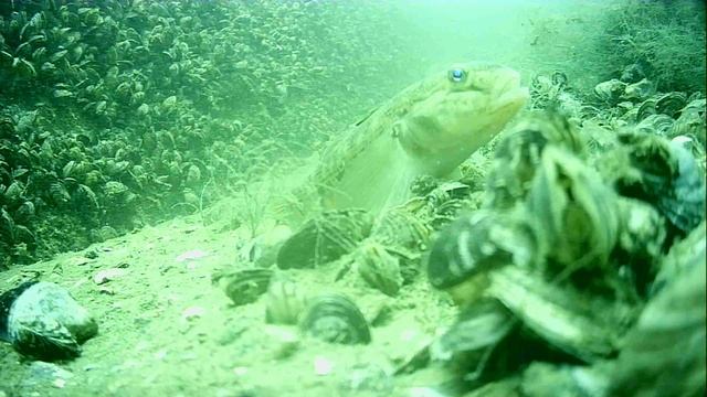 1000045194.mp4Волга гл.5м.23.06.2025г.