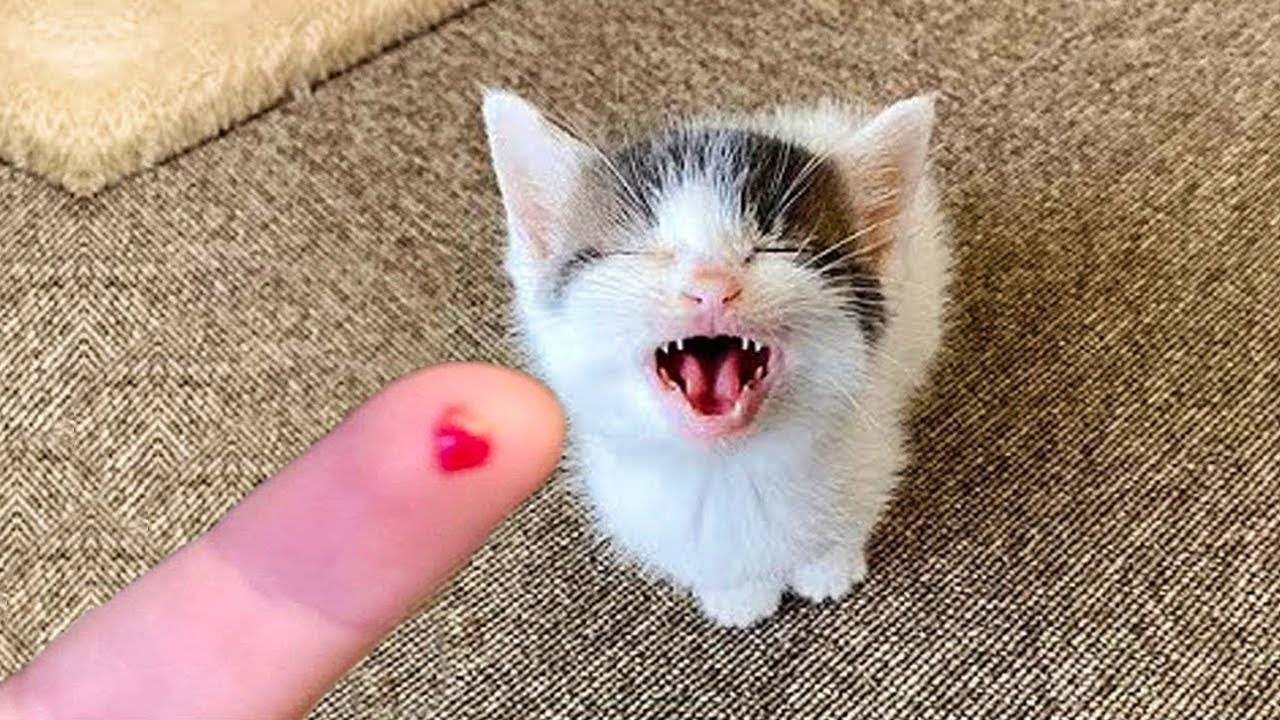 Самые смешные животные 😂 Приколы с котами и собаками 2025 😺🐶 Часть 19