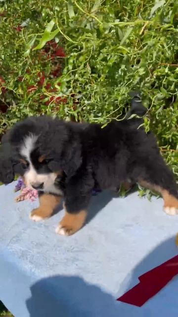 Bernese Sennenhund