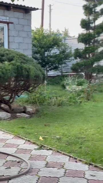 бИгом бИгом бИгом #frenchies #puppy #французскийбульдог #pets #funny