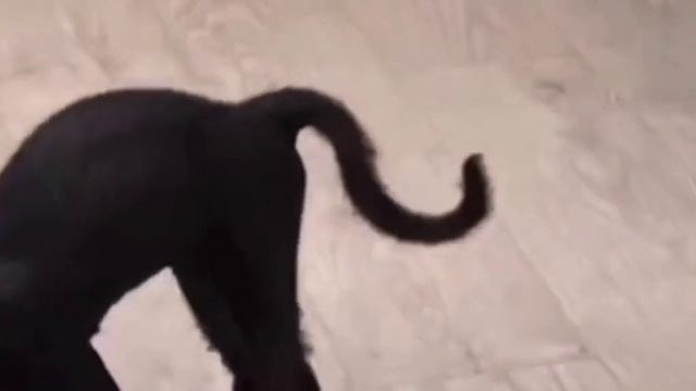 1000005954.mp4
