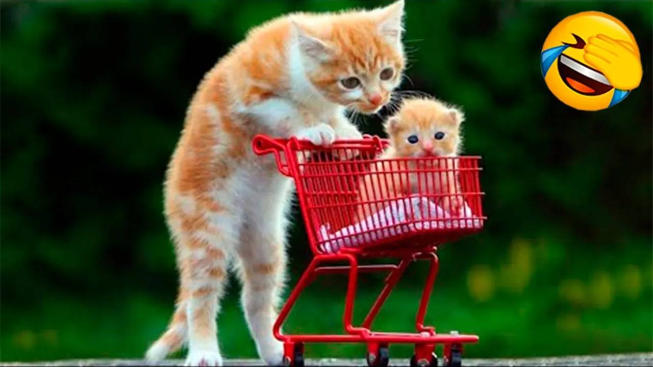 Самые смешные животные 😂 Приколы с котами и собаками 2025 😺🐶 Часть 26