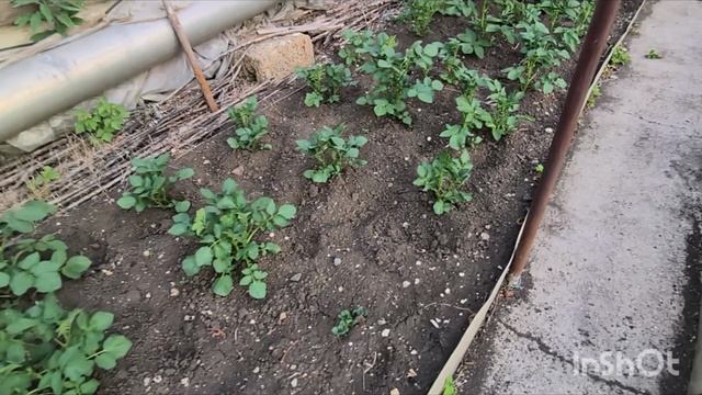 Нам всё дома не сидится.24.06.25