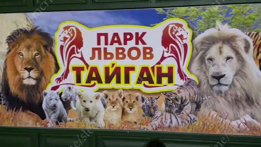 Возбуждено уголовное дело после нападения льва на директора парка «Тайган»
