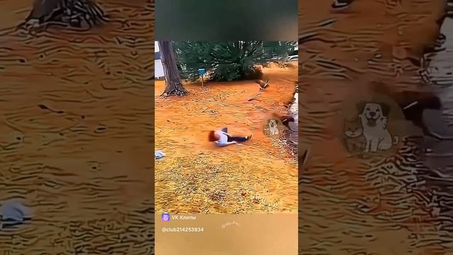 Собака прыгает на луже или воду...