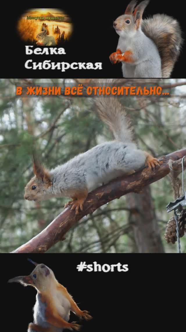 Белка задумчивая на кормушке