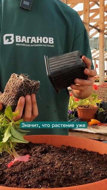 Посадка ампельной петунии в кашпо, сажаем петунию изи вейв  #кашпо #ампельнаяпетуния #сад #вазон