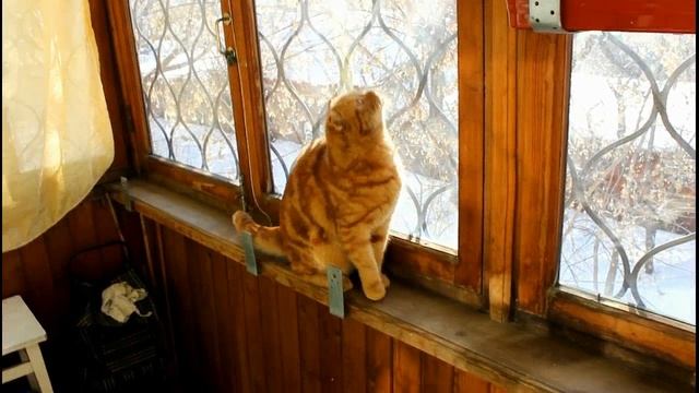 Котик Бася обследует зимний балкон (с музыкой).