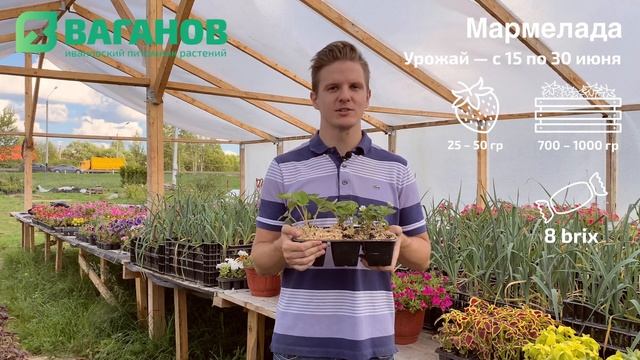 Рассада клубники сорта МАРМЕЛАДА: описание, урожайность и советы