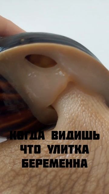 Тот самый момент ☺️🐌 Мы рады 💖  Мои ахатинки 💚