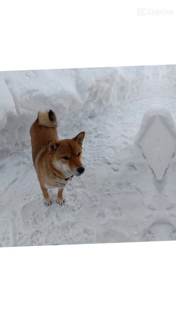 Ами