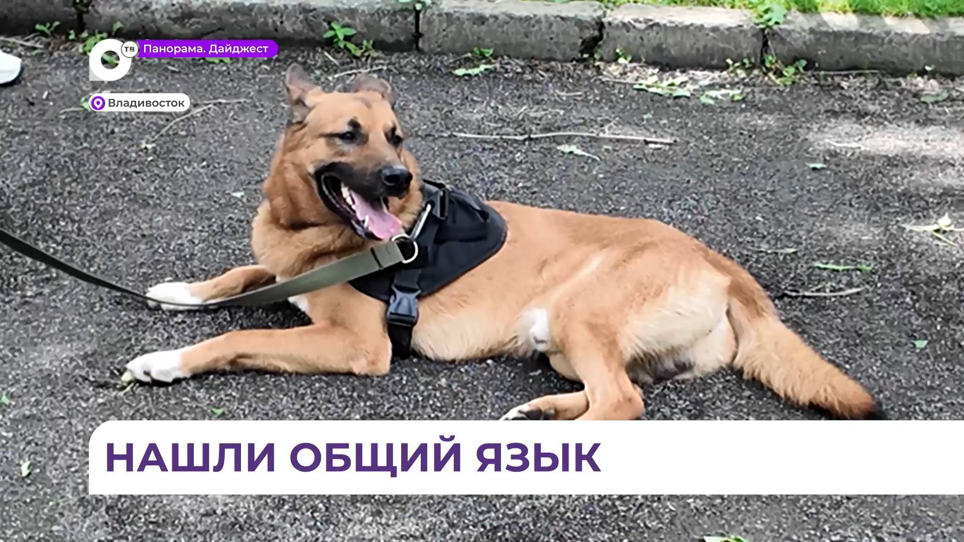 Во Владивостоке провели бесплатный мастер-класс по уходу за собаками и их дрессировке