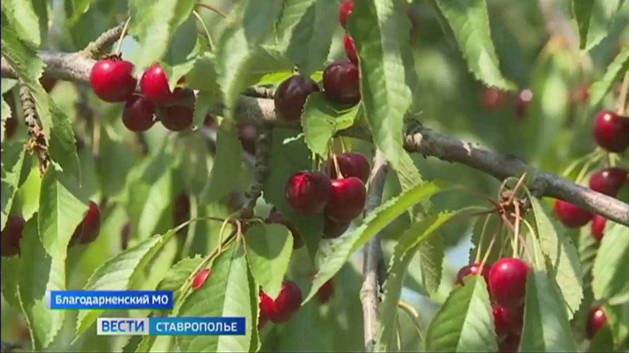 Урожай черешни  не порадовал ставропольских  садоводов