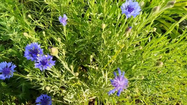 VID_20250623_071059.mp4