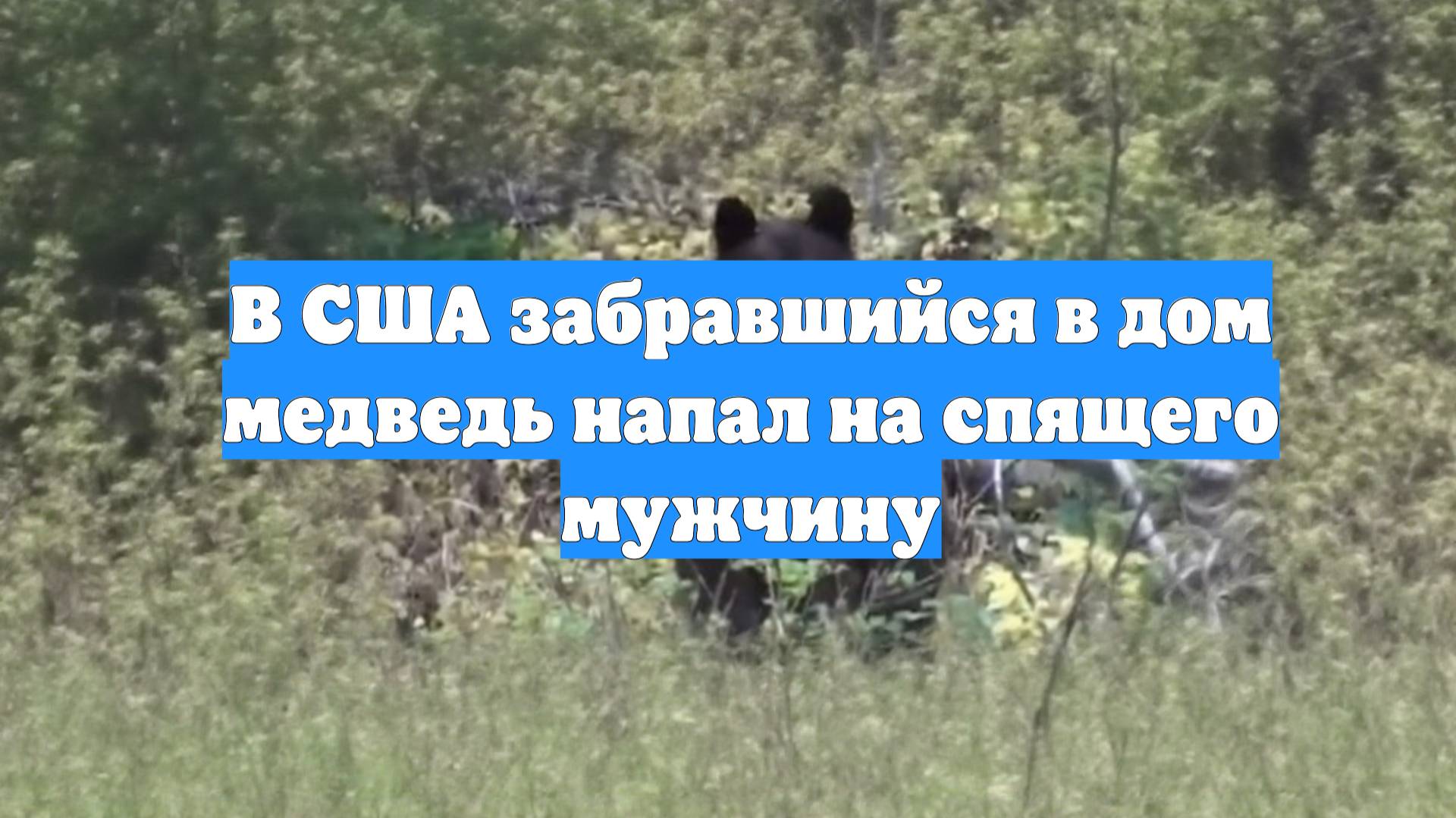 В США забравшийся в дом медведь напал на спящего мужчину