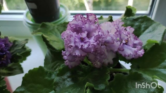 Несколько сортов из моей коллекции фиалок.