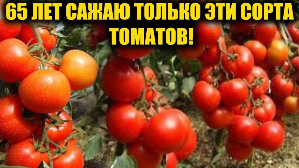 Эти ТОМАТЫ обязательно посажу в 2025. Томаты посадил и не знаешь проблем, много урожайных сортов!