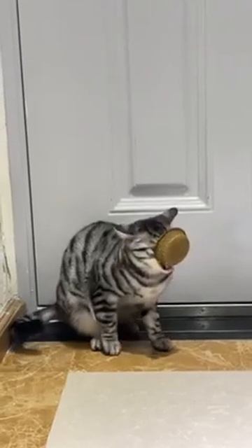 Когда он очень хочет есть 😹