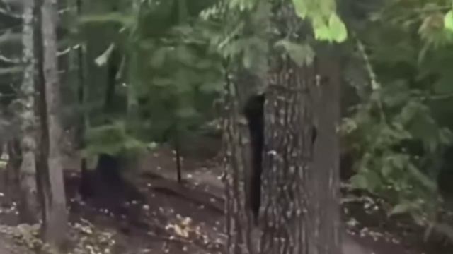С таким спецсигналом точно на работу не опоздаешь🚨😂