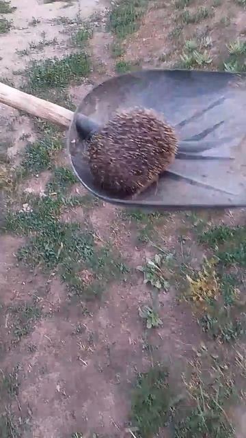 Мы поймали ёжика!!!