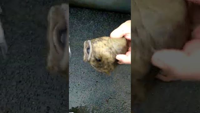 капец какие они страшные