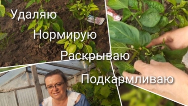 Формирование и подкормки перца во второй половине июня