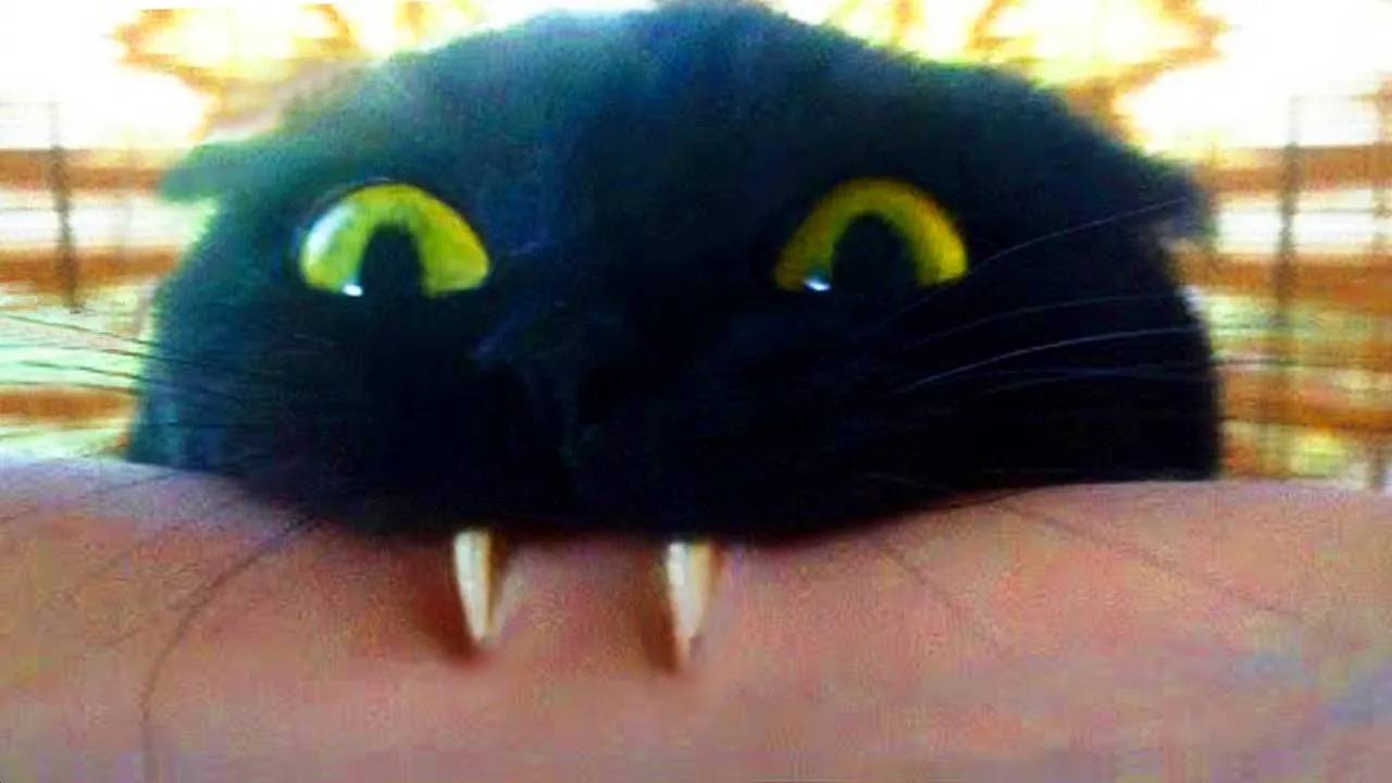 Самые смешные животные 😂 Приколы с котами и собаками 2025 😺🐶 Часть 25