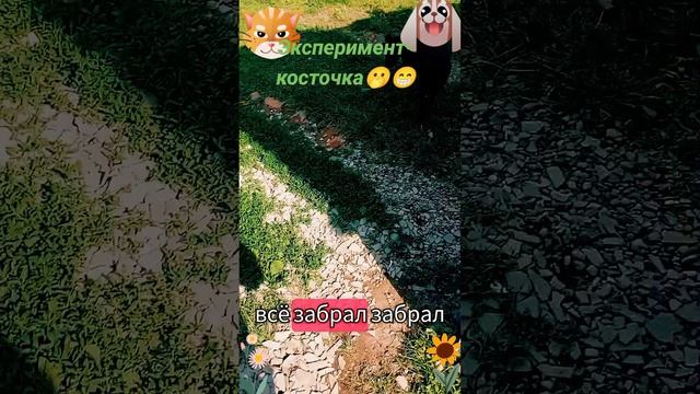 Эксперимент-косточка