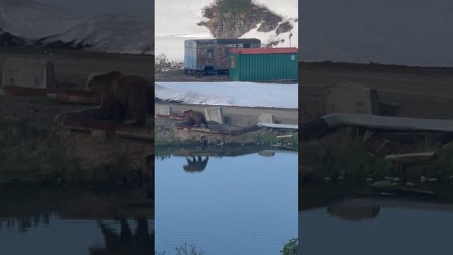 23-06-2025 Камчатка медведь + лягушки и комары