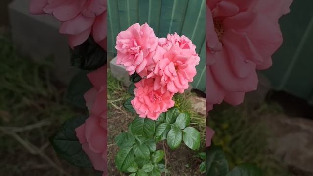 Розы в моем саду 🌺💖