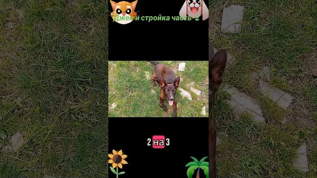 Джек и стройка  часть-2