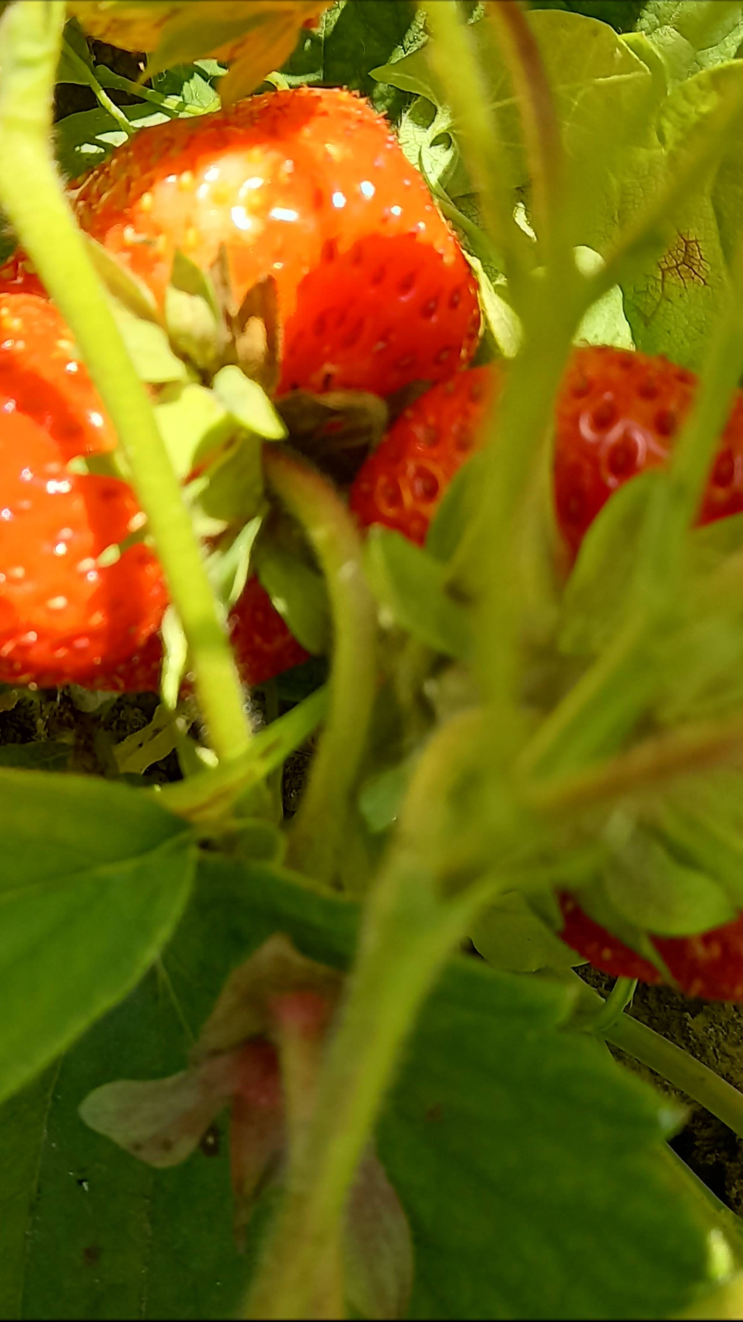 Наш клубничный огородик.🍓