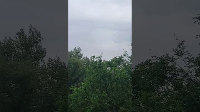Ураган ,переломил дерево!!!!