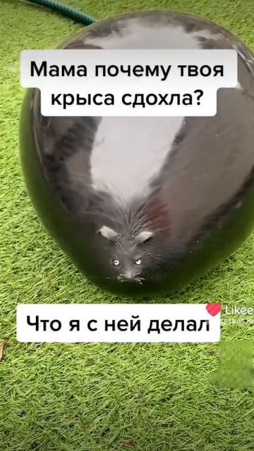 мем