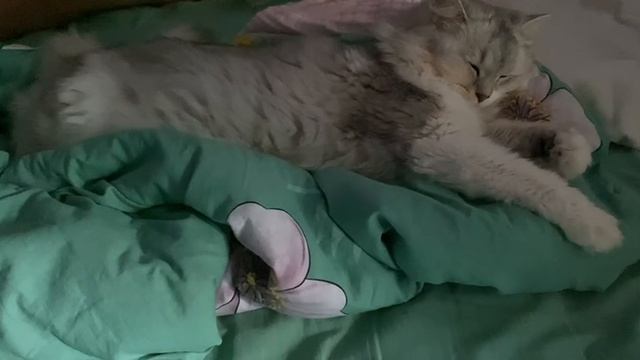 Кошка и искусственный интеллект: Может ли нейросеть понять мурчание?