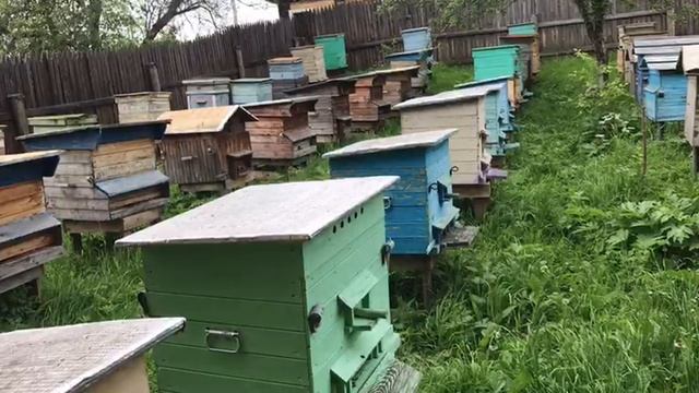 20 ИЮНЯ ОБСТАНОВКА НА ПАСЕКЕ