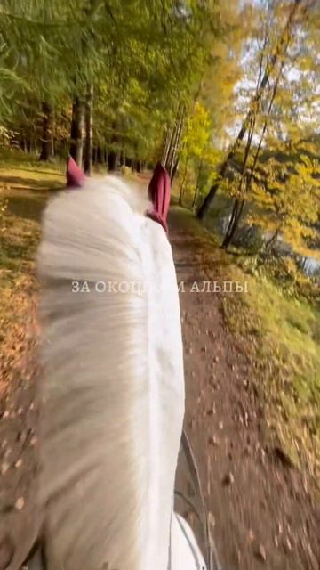 тг: они killкенни! #horse #horsegirl #лошади #equestrian #horseriding #edit #horserider