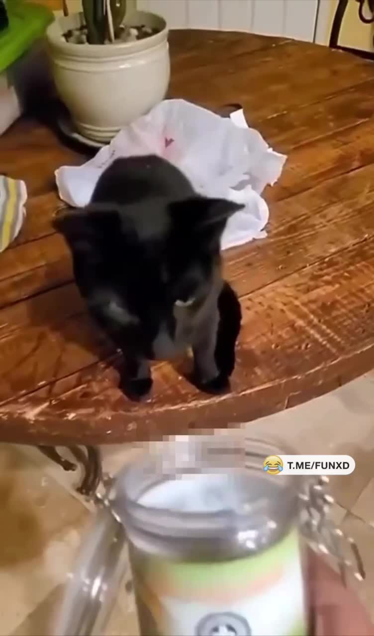Кот наркоман — горе в семье😆
