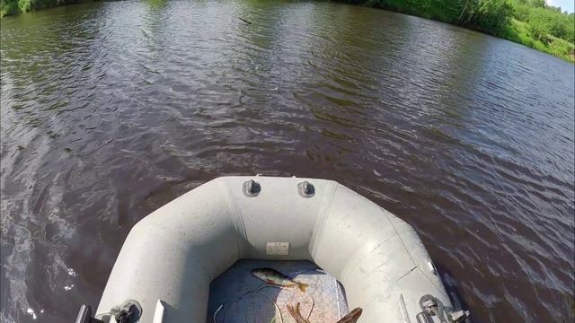 Первый результат на перемёт Щука, Окунь.