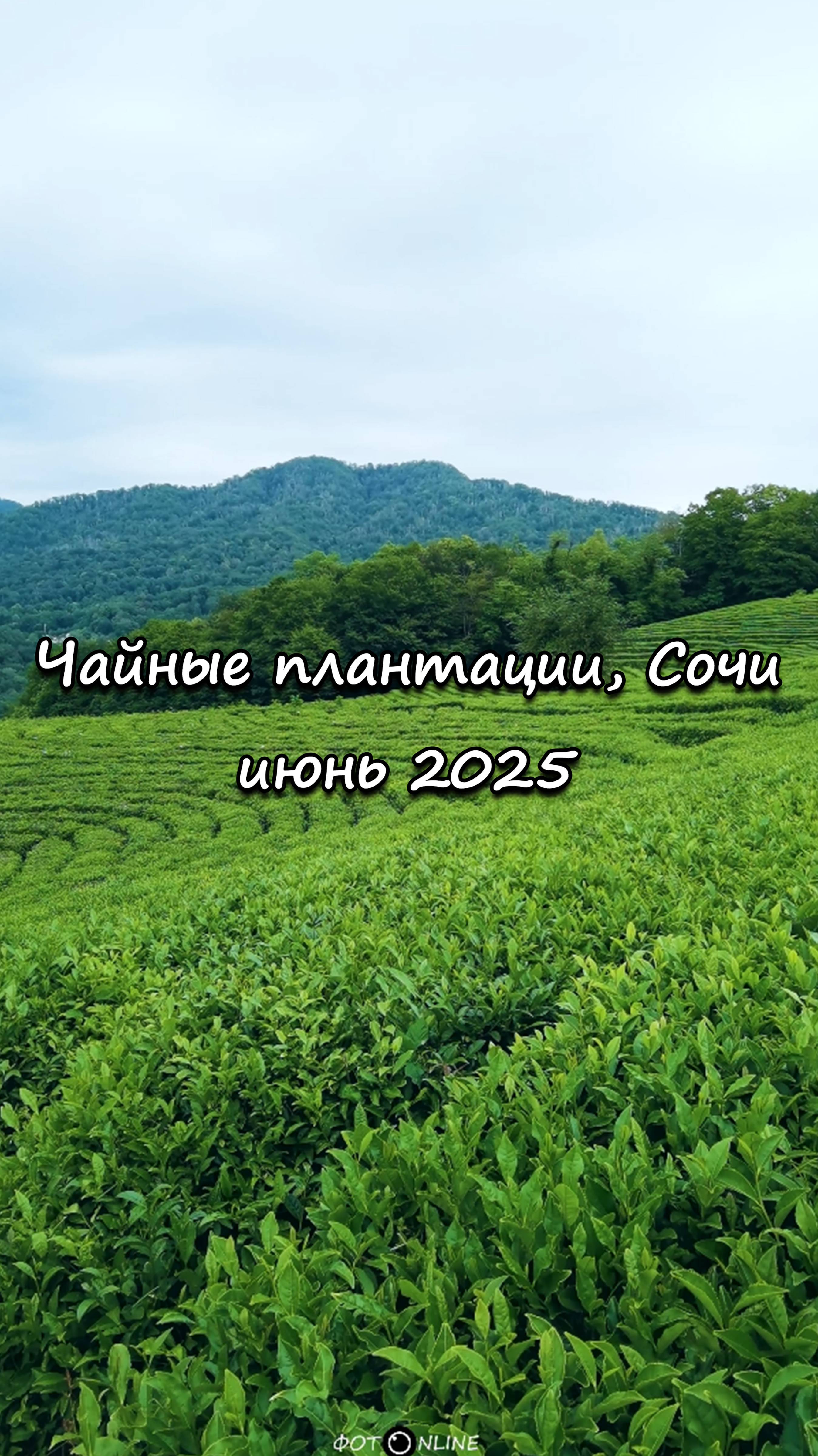 Чайные плантации, Сочи. Июнь 2025
