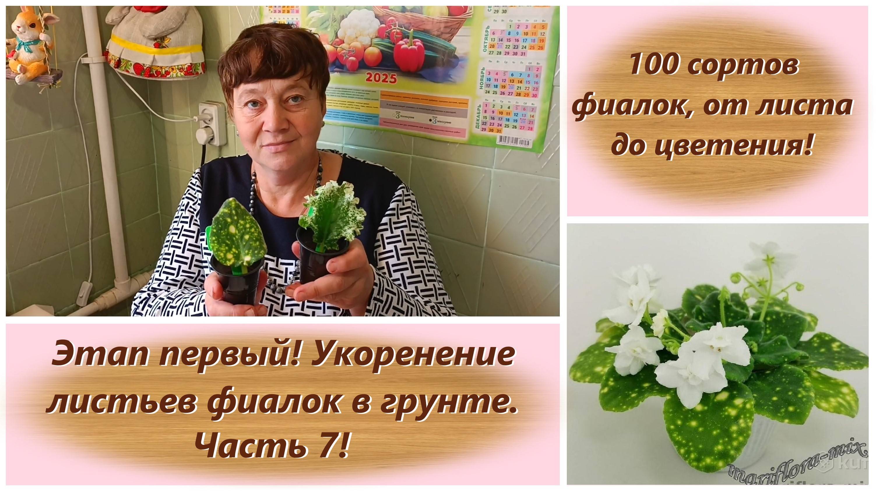 100 сортов фиалок, от листа до цветения! Этап первый! Укоренение листьев фиалок в грунте. Часть 7!