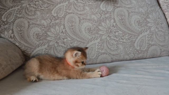 Шотландская девочка