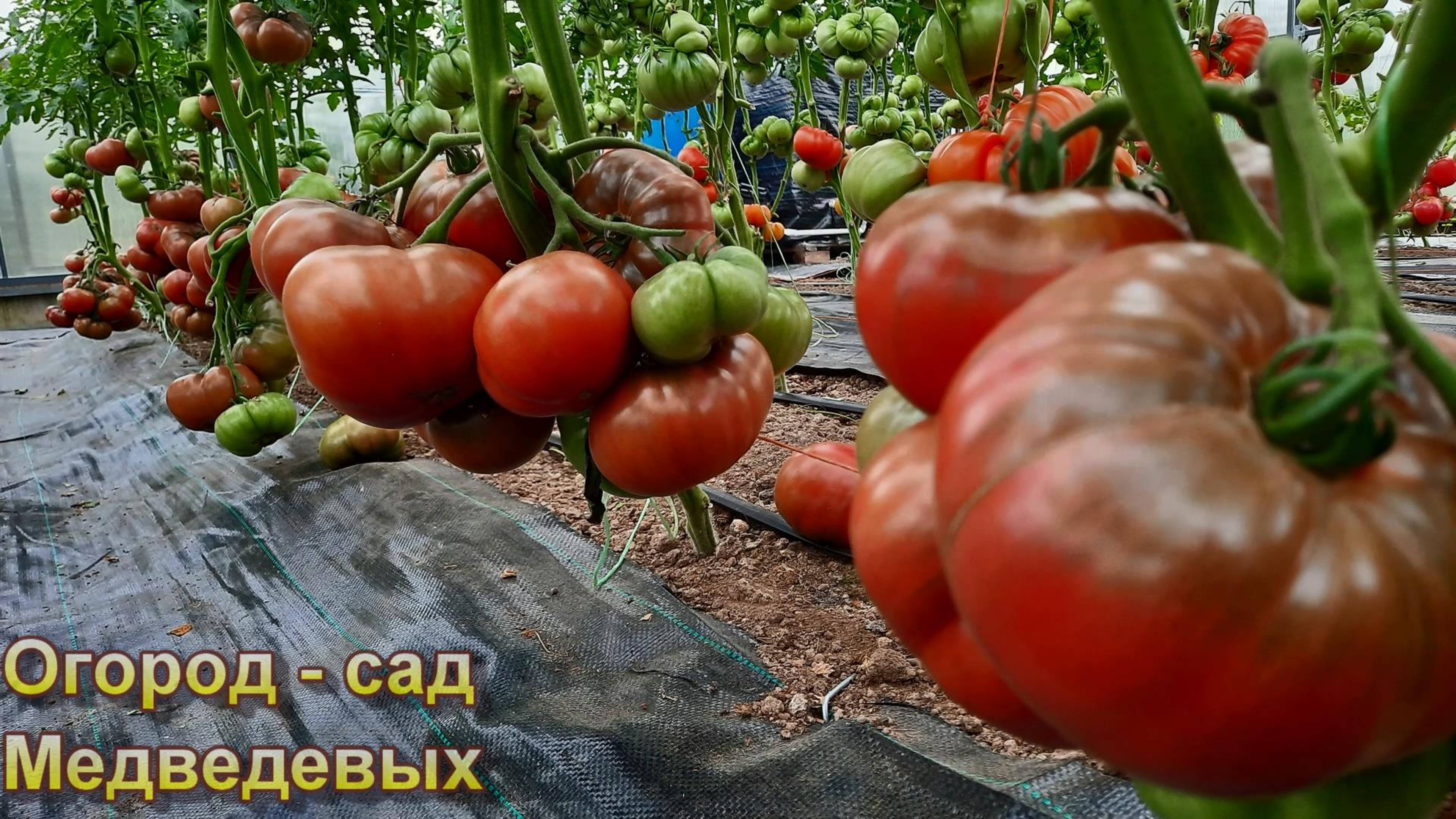 🍅 ДВЕ СТРАТЕГИИ ПОДКОРМКИ ТОМАТОВ ВО ВРЕМЯ ПЛОДОНОШЕНИЯ