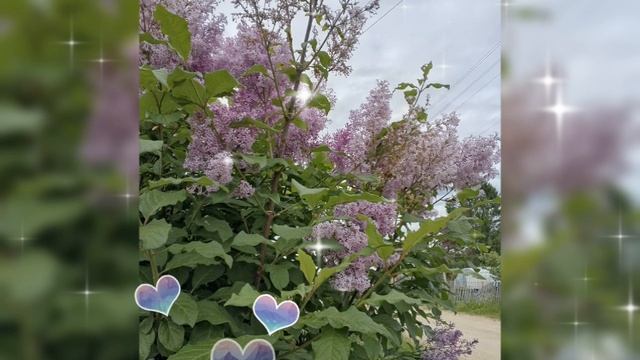 🌺 СИРЕНЬ, ШИПОВНИК 🌺 22 ИЮНЯ 2025 г.🌺